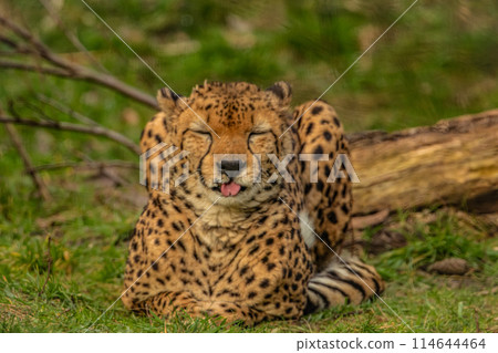 cheetah resting on green grass, very close eye contact. cheetah resting on green grass, very close eye contact. 114644464