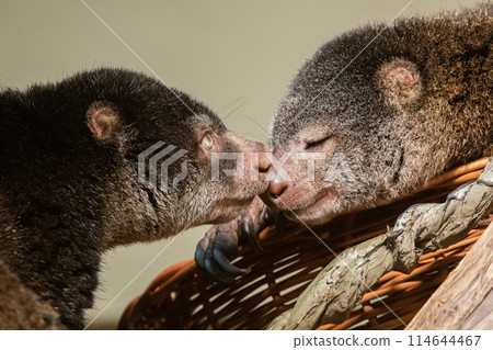 cute wild bear cuscus aulirops ursinus arboreal against blure background. 114644467
