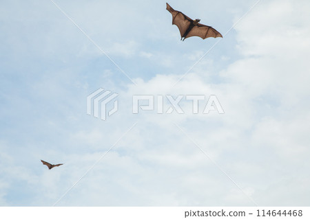 close-up hanging Mariana fruit bat (Pteropus mariannus) close-up hanging Mariana fruit bat (Pteropus mariannus) 114644468
