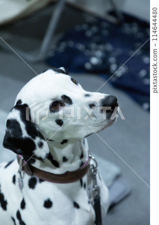 Adorable Dalmatian dog with human indoors. Lovely pet 114644480