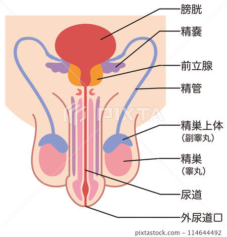 Male reproductive system structure Medical 114644492