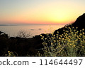 Sunset over the sea and rape blossoms 114644497