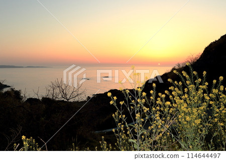 Sunset over the sea and rape blossoms Sunset over the sea and rape blossoms 114644497