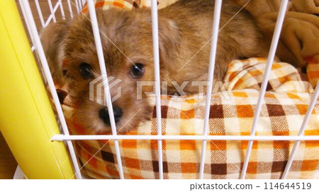 Dog sleeping in bed Dog sleeping in bed 114644519