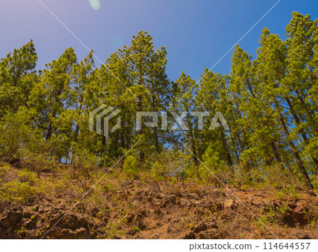 pine, green forest, lit by the golden sun, island of Tenerife against blue sky 114644557