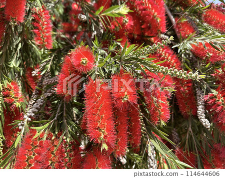 Flowering of bottle brush tree (lat. Callistemon) Flowering of bottle brush tree (lat. Callistemon) 114644606