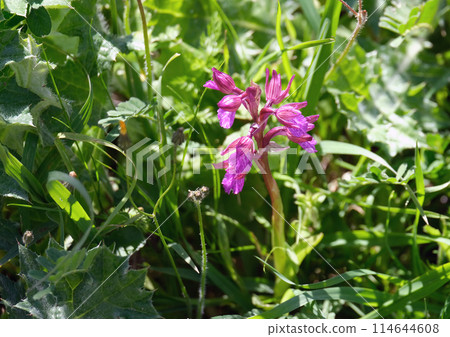 Spring bloom of a wild orchid (lat.- Orchis anatolica) 114644608