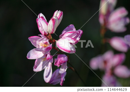 Ixia's Flower Ixia's Flower 114644629