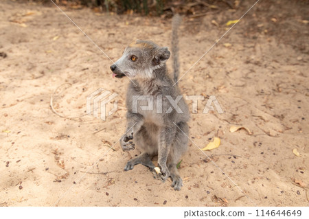 grey crowned lemur eating fruit grey crowned lemur eating fruit 114644649