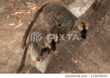 Cute brown lemur (Eulemur fulvus) with orange eyes. 114644650