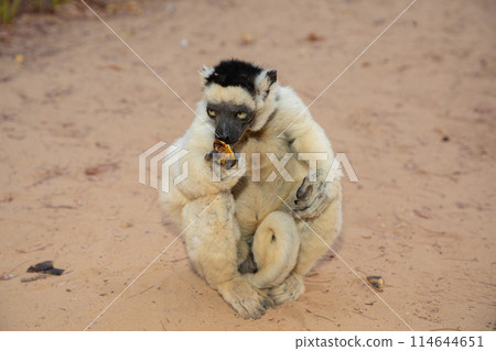 Verreaux's white sifaka with dark head Madagascar island fauna. Verreaux's white sifaka with dark head Madagascar island fauna. 114644651