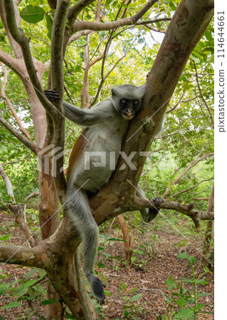 Zanzibar red king colobus closeup Zanzibar red king colobus closeup 114644661