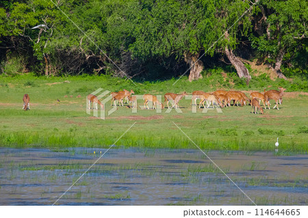Sika or spotted deers herd in wood 114644665