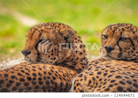 two cheetahs are resting nearby on the green grass, close up two cheetahs are resting nearby on the green grass, close up 114644671