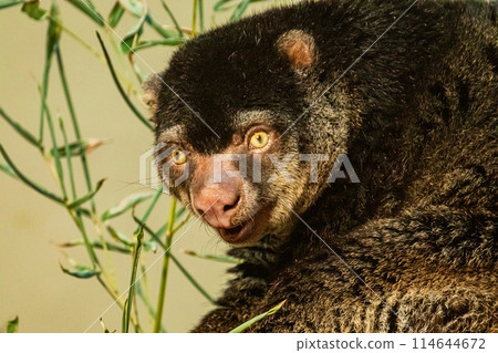 cute wild bear cuscus aulirops ursinus arboreal against blure background. cute wild bear cuscus aulirops ursinus arboreal against blure background. 114644672