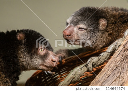 cute wild bear cuscus aulirops ursinus arboreal against blure background. cute wild bear cuscus aulirops ursinus arboreal against blure background. 114644674