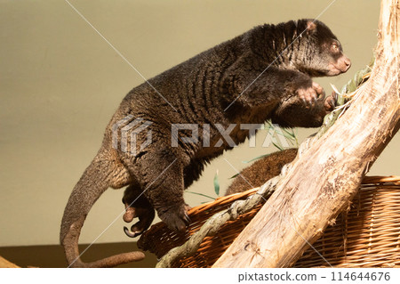 cute wild bear cuscus aulirops ursinus arboreal against blure background. cute wild bear cuscus aulirops ursinus arboreal against blure background. 114644676