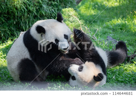 cheerful playing pandas on green lawn cheerful playing pandas on green lawn 114644681