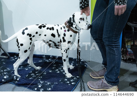 Adorable Dalmatian dog with human indoors. Lovely pet 114644690
