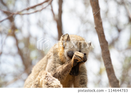 Cute brown lemur (Eulemur fulvus) with orange eyes. 114644783