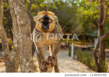Red-bellied Lemur - Eulemur rubriventer, Cute primate. 114644790