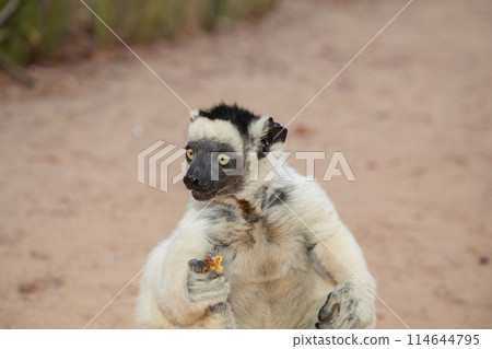 Verreaux's white sifaka with dark head Madagascar island fauna. Verreaux's white sifaka with dark head Madagascar island fauna. 114644795
