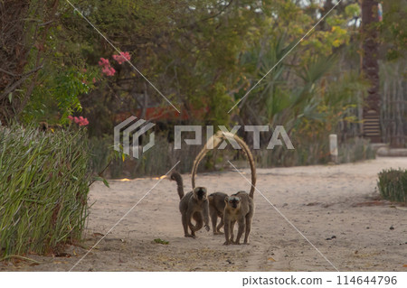 brown lemur (Eulemur fulvus) in Lemur Park, Madagascar brown lemur (Eulemur fulvus) in Lemur Park, Madagascar 114644796