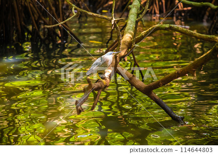 green night heron in the natural environment 114644803