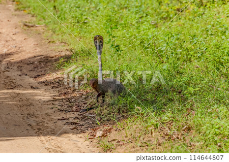 mongoose fights with an aggressive cobra in the wild 114644807