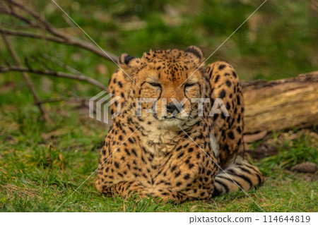 cheetah resting on green grass, very close eye contact. cheetah resting on green grass, very close eye contact. 114644819