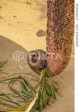 Asian Elephant skin texture abstract background 114644820