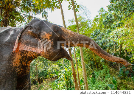 large Asian elephant with specific skin color, large Asian elephant with specific skin color, 114644821