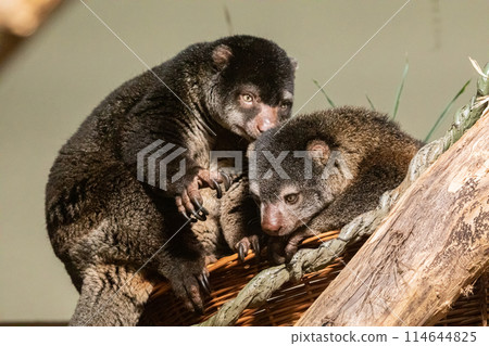 cute wild bear cuscus aulirops ursinus arboreal against blure background. cute wild bear cuscus aulirops ursinus arboreal against blure background. 114644825