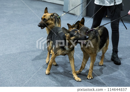Three Brown and yellow German Shepherd Dog Close Up 114644837