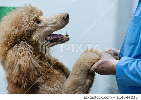 Red royal poodle big dog Red royal poodle big dog 114644838