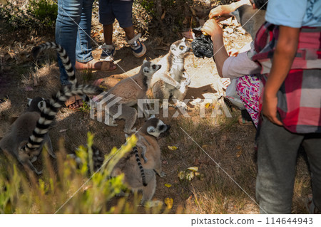 people feeding Ring-tailed lemur and playing people feeding Ring-tailed lemur and playing 114644943