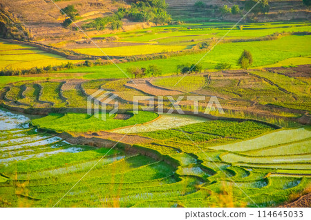 Rice terrasses fields on Madagascar Rice terrasses fields on Madagascar 114645033