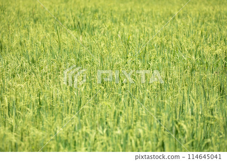 Beautiful golden rice field Beautiful golden rice field 114645041