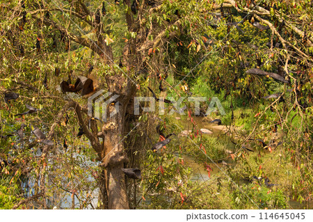 close-up hanging Mariana fruit bat (Pteropus mariannus) 114645045
