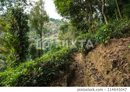 high mountain tea plantation in Sri Lanka 114645047