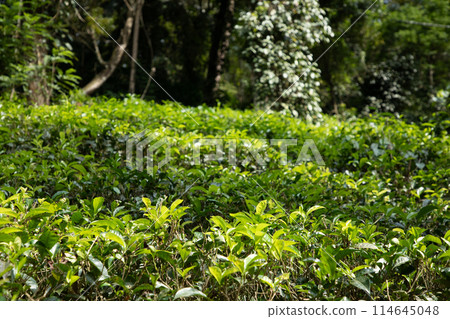 high mountain tea plantation in Sri Lanka 114645048