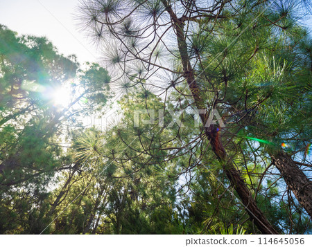 pine, green forest, lit by the golden sun, island of Tenerife against blue sky 114645056