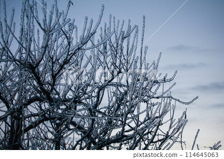 Icing in the world of plants. A pine branch with long green needles covered with a thin layer of ice 114645063