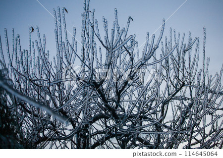 Icing in the world of branch with long green needles covered with a thin layer of ice on a winter Icing in the world of branch with long green needles covered with a thin layer of ice on a winter 114645064