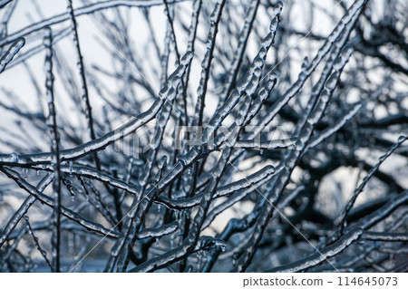 Icing in the world of branch with long green needles covered with a thin layer of ice on a winter 114645073