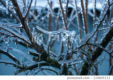 Icing in the world of branch with long green needles covered with a thin layer of ice on a winter 114645111