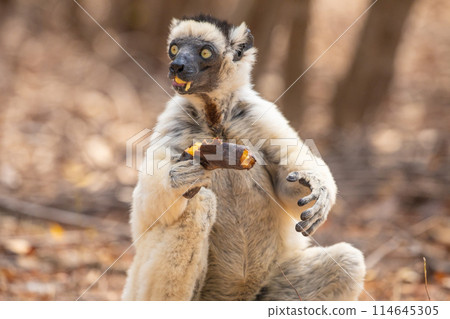 Sifaka lemur (Propithecus verreauxi), Madagascar nature 114645305