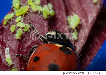 macro 5x image ladybug destroying eats green aphids close up 114645315