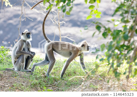 black faced grey langur monkey in Yala National Park, Sri Lanka 114645323