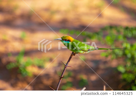 blue-cheeked bee-eater (Merops persicus) 114645325